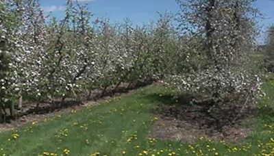 Early fruit tree blooms raise concerns