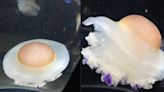 療癒「荷包蛋水母」推特爆紅 水族館每週幫牠開直播