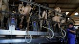 密歇根州乳牛場工人染禽流感 是美國第二宗同類個案 - RTHK