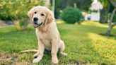 Golden Retriever Puppy's 'Graphic Design' Skills Have Major Corporations Impressed