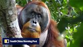 Wild orangutan seen using medicinal plant to treat wound, scientists say