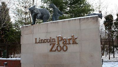 Penguin encounters return at Lincoln Park Zoo