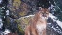 Anti-Hunting Groups Are Running a Paid Signature Campaign to Ban Cougar Hunting in Colorado. Conservation Orgs Launch “Decline to Sign...