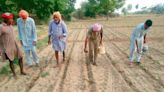 Whitefly attack looms large in cotton belt in Malwa area