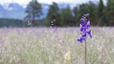 Skookumchuk Prairie purchase aimed at preserving B.C. grasslands