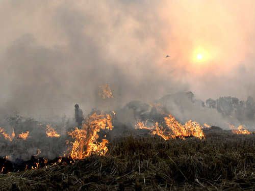 DM bans burning of crop residue near ammunition depot in Kapurthala