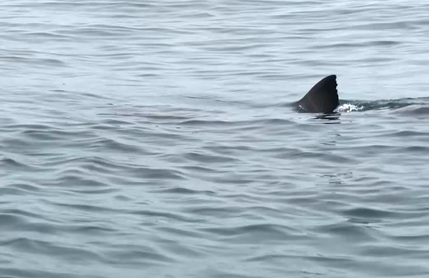 Video: Huge great white shark follows Half Moon Bay kayakers