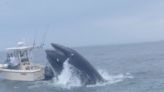 Video: Whale surfaces and capsizes boat off New Hampshire coast