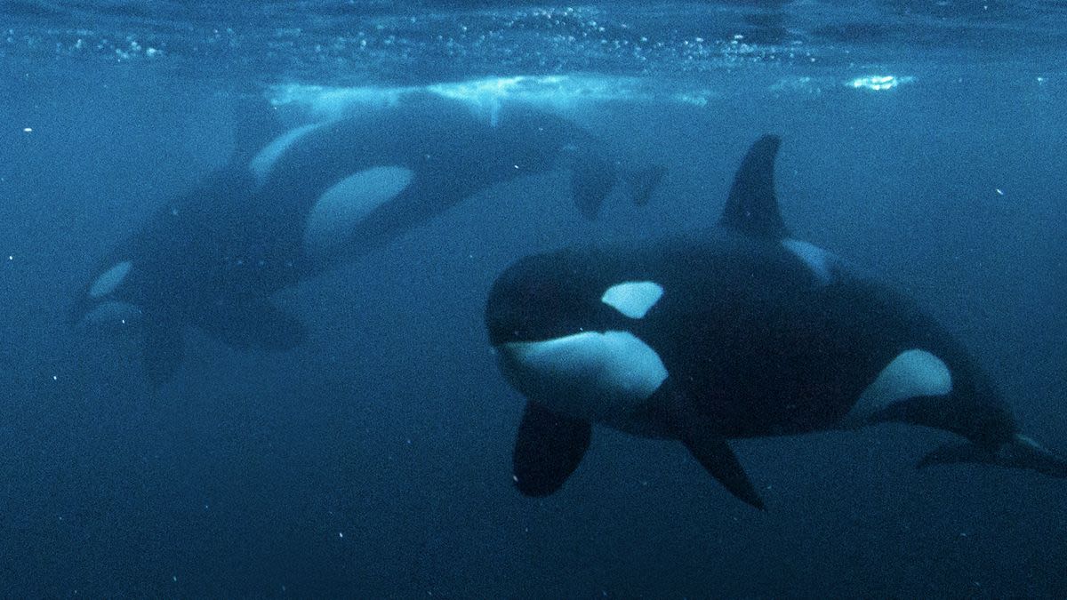 Orcas are eating sharks in the Gulf of California — and it may be happening more than we think, experts say