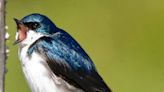 Speaking of Nature: The return of some familiar feathered faces: Tree swallows come home to the same fields they used the previous year