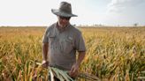 Central Texas farmers facing lack of hay, reduced cotton crop due to exceptional drought