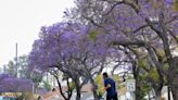 Jacarandas are blooming now in L.A., but why are some lagging behind the purple party?