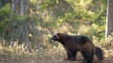Early glance at renewed effort to reintroduce wolverines to Colorado presented at CPW Commission meeting