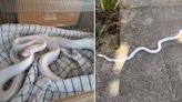 ‘Terrified’ family spot 4ft-long albino snake ‘lying in the sun’ in back garden