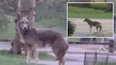 NYC jogger films hair-raising encounter with ‘giant’ coyote prowling Central Park