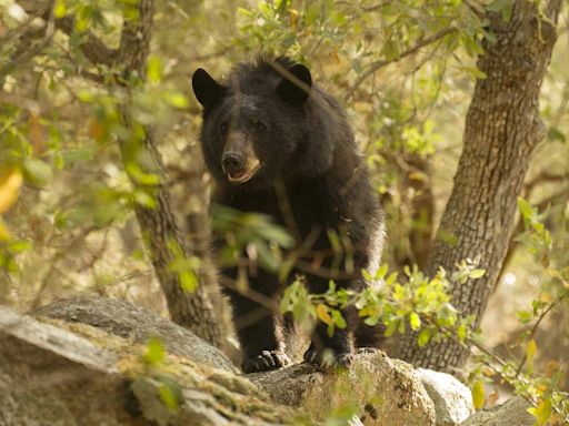 Bear Mauls 15-Year-Old Boy as He Watches TV in Arizona: ‘Got Him on the Nose and the Cheek’