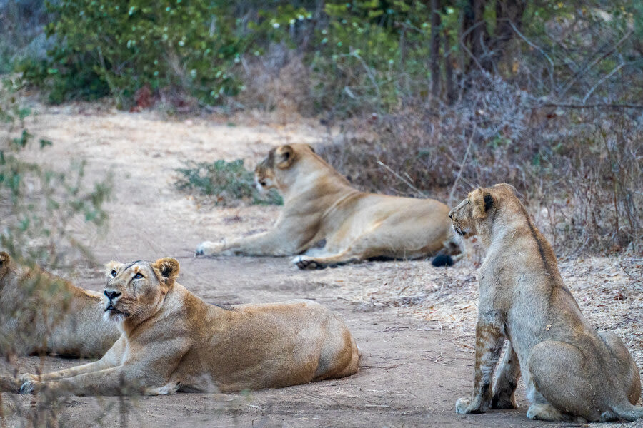 Asia's Last Wild Lions Live Only 200 Miles from Mumbai
