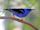 Honeycreeper