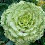 Cabbage rose