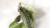 Box tree moth quarantine now includes 12 counties in southeast, central Michigan