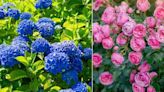 Gardener's 'amazing' results after using kitchen scrap on hydrangeas and roses