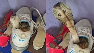 Check Your Shoes: Video Of Cobra Hiding In Footwear Unlocks New Fear - News18