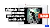 Valencia soltó en junio de 2024 mosquitos esterilizados, no genéticamente modificados