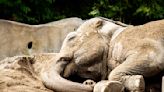 Villagers in India Find 'Drunk' Elephants Asleep After They Allegedly Drank Alcohol