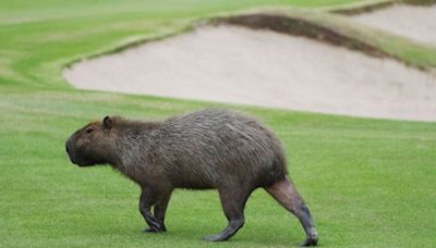 La explicación del club de golf de Nordelta sobre la colocación de boyeros eléctricos en los greens para controlar a los carpinchos