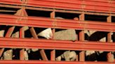 Thousands of Sheep Are Stranded on a Ship off Australia’s Coast Amid Red Sea Tensions