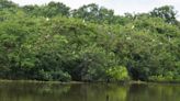 Louisiana federal refuges, state wildlife areas get $3.9 million to restore wetlands, forests