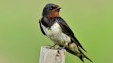 The swallow is a sure sign that summer is here - opinion - Western People