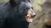 Runner Mauled by Black Bear in Popular National Park