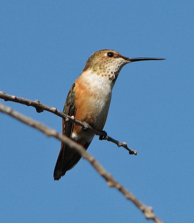 When do hummingbirds leave Ohio? Winter migration starts soon. Here's what to know