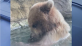 Woodland Park Zoo bear devours ducklings in front of Seattle visitors