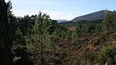 Dream Scottish park ranger job would let you spend your days roaming ancient forest