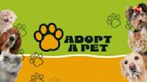 Meet News 19’s Adoptable Pets of the Week: Haan, Padme Amidala and Burt!