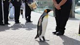 Un pingüino del zoo de Edimburgo asciende a general de división del ejército noruego