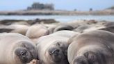 Elephant seals amaze scientists with their ability to sleep 1,200 feet deep under the ocean to avoid predators