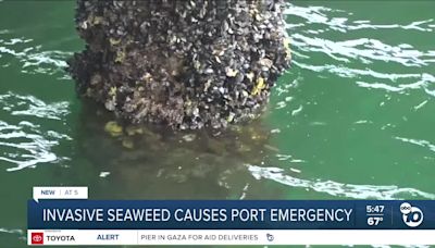 Invasive seaweed causing Port of San Diego emergency