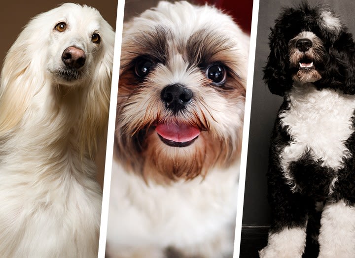 28 Non-Shedding & Hypoallergenic Dogs (Because You’re Allergic but Desperate for a Pet)