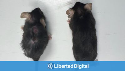"Abuelas supermodelos": prueban en ratones una inyección que alarga la vida y retrasa el envejecimiento