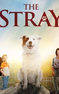 The Stray (film)
