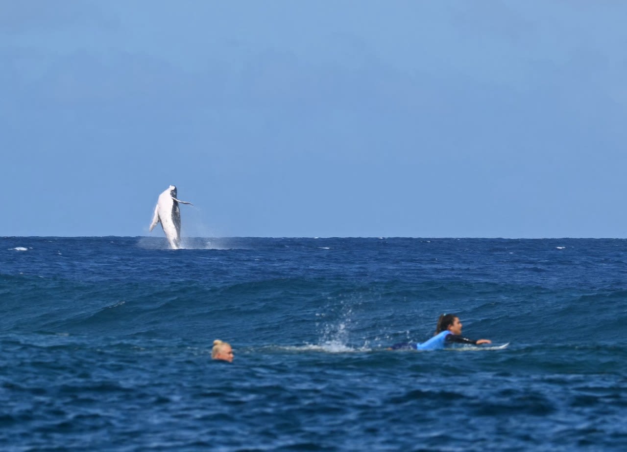 Whale breaches during Paris Olympics surfing semifinal