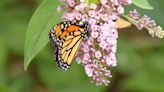Missouri Department of Conservations encouraging people to do what they can to protect pollinators
