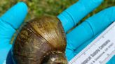 Invasive snail found in Louisiana crawfish, could pose risks for Arkansas farmers | Arkansas Democrat Gazette