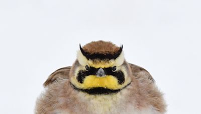 Forget Fat Bear Week. It's Fat Bird Week in Wisconsin