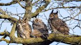 3 beloved great horned owls living in Lincoln Park die in a month: 'It's a really tragic end'