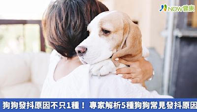 狗狗發抖原因不只1種！ 專家解析5種狗狗常見發抖原因 | 蕃新聞