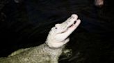 Zoo tells visitors to stop throwing coins as 70 removed from rare white alligator’s stomach